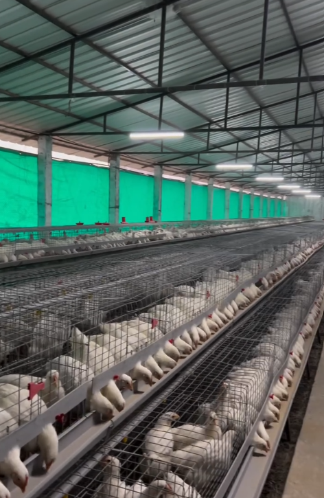 Tech Driven Hatchery
