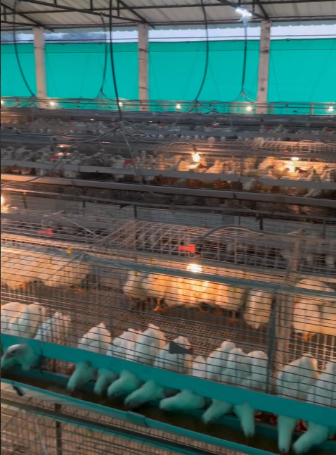 Tech Driven Hatchery