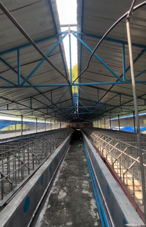 Breeding Section – Pig Biosecurity Excellence