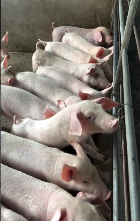 Breeding Section – Pig Biosecurity Excellence