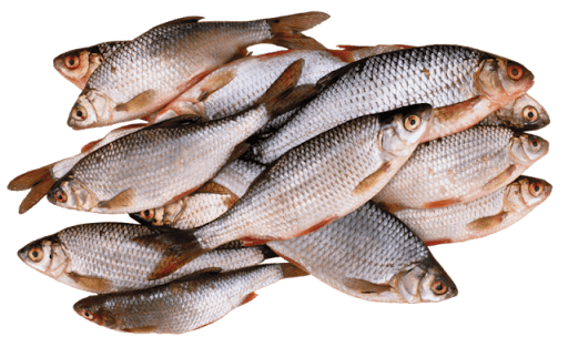 Aquaculture & Fish Farming
