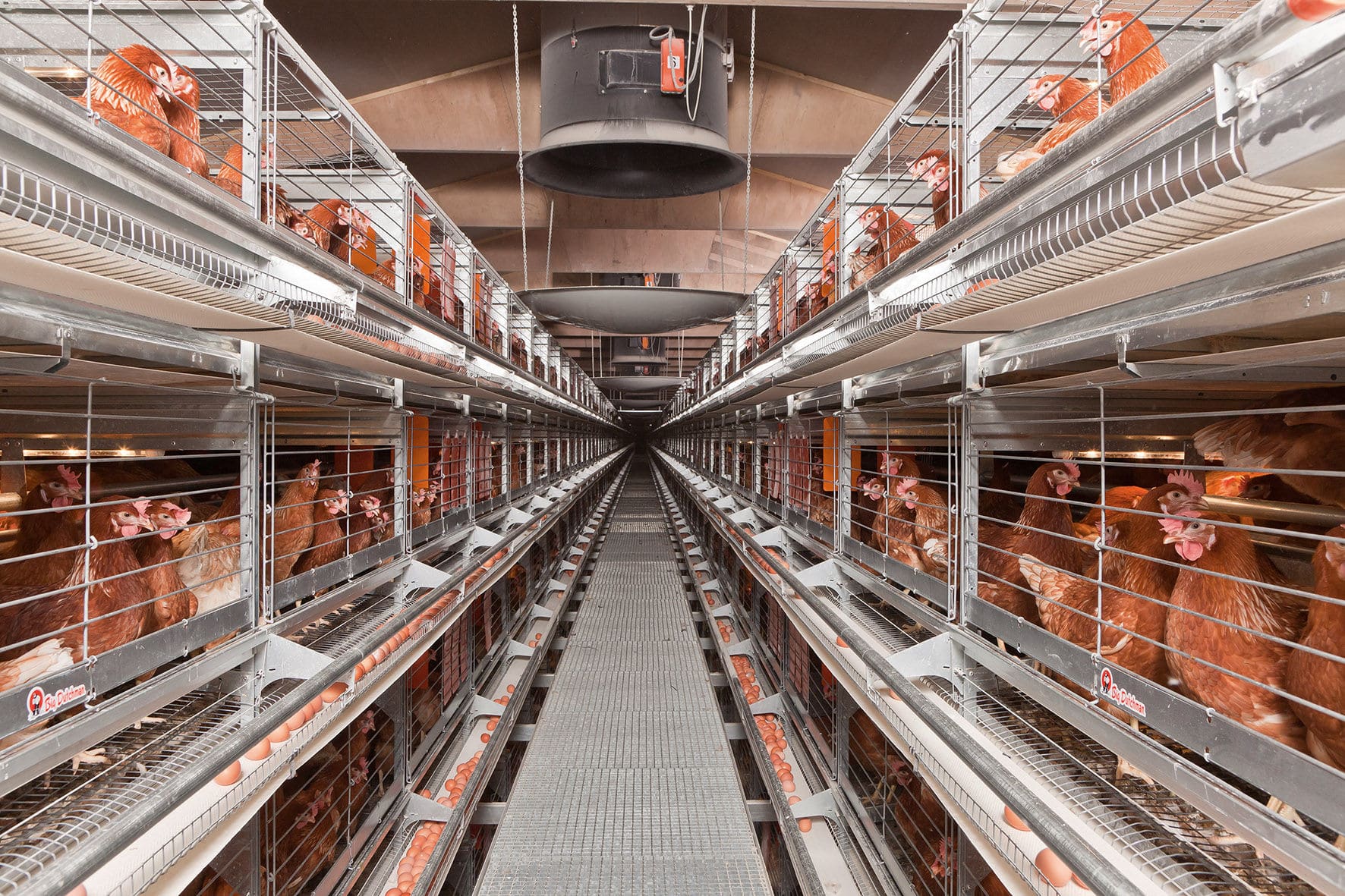 Cage System
